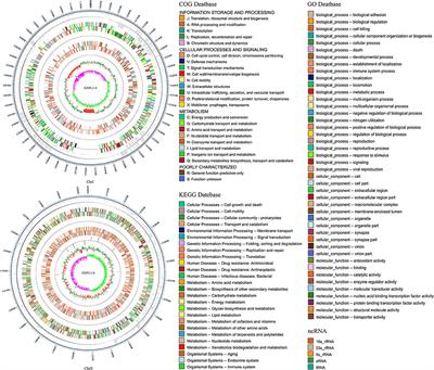 Complete Genome Analysis of Highly Pathogenic Non-O1/O139 Vibrio cholerae Isolated From Macrobrachium rosenbergii Reveals Pathogenicity and Antibiotic Resistance-Related Genes